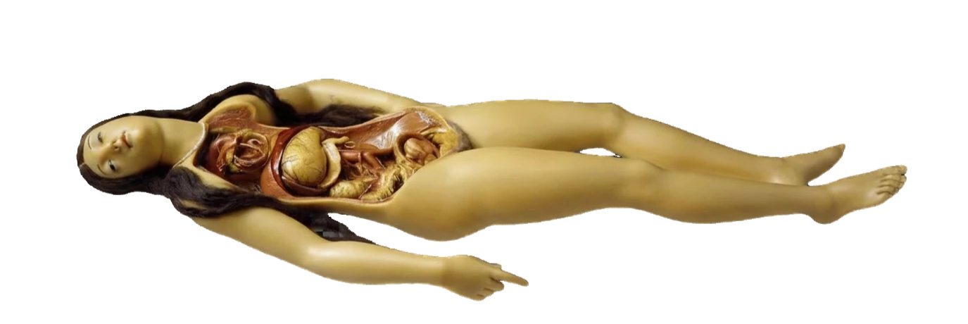 A transparent .png file of an anatomical wax figure found in the Museum of Natural History, La Specola; in Florence, Italy.